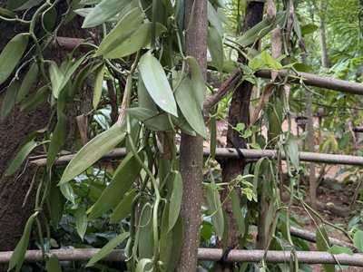 Vanille zählt zu den Orchideen und wächst auf Sri Lanka