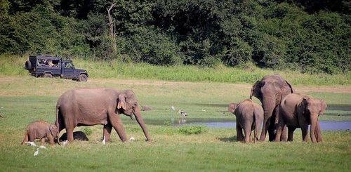 Elefanten Safari Sri Lanka