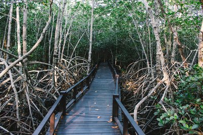 Mangroven Lehrpfad nahe Hua Hin