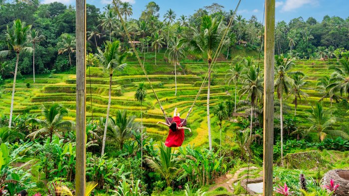 Bali Swing Schaukel in den Reisfeldern von Bali
