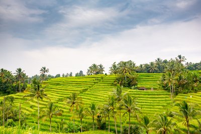 Bali Reisfelder Jatiwiluh @ Ttinu | Dreamstime.com