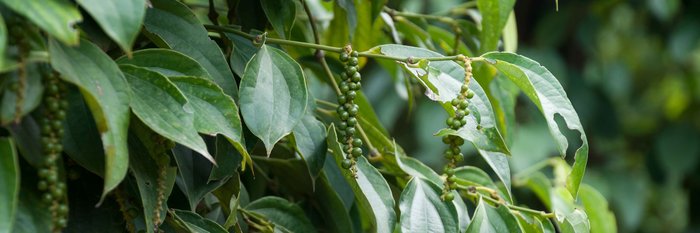 Kampot Kambodscha Pfefferpflanze typisch für die Region im Südwesten