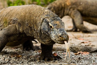 Waran Komodo Nationalpark Indonesien