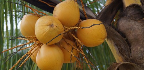 Kokosnüsse Sri Lanka