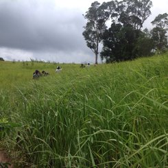 Khao Yai Nationalpark