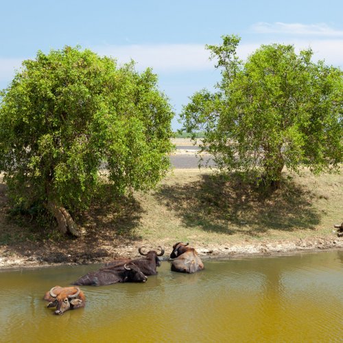 Yala Nationalpark Sri Lanka