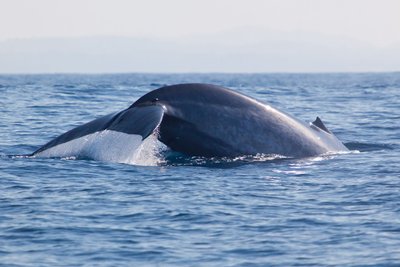 Blauwal vor der Küste von Sri Lanka