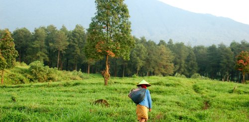 Landschaft Java Farm