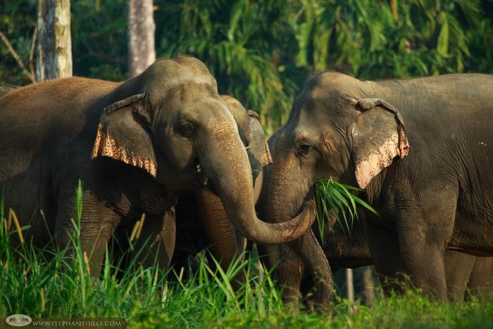 Begegnung mit Elefanten hautnah