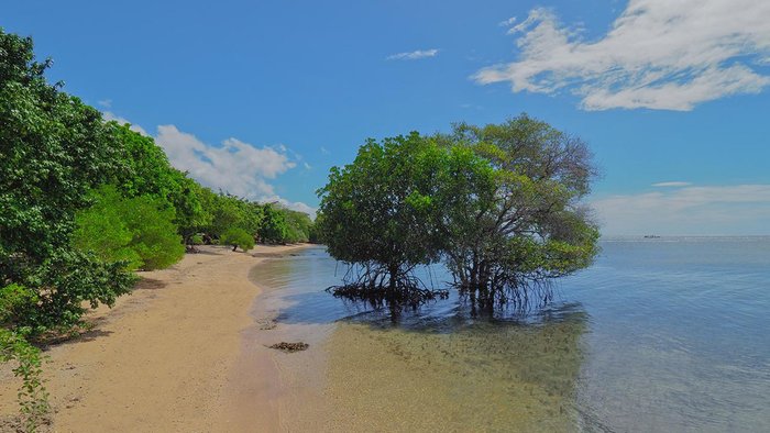 The Menjangan Bali - Mangroven