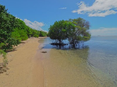 The Menjangan Bali - Mangroven