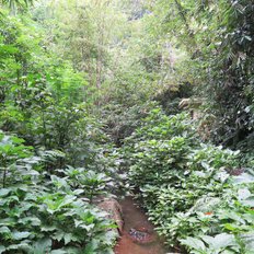 Regenwald Trekking Bali