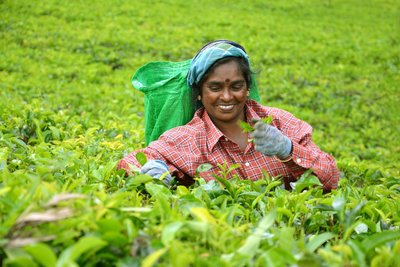 Nuwara Eliya Teeregion Sri Lanka