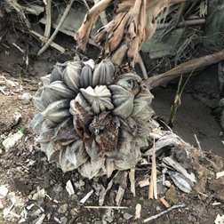 Früchte der Wasserpalme Mekongdelta