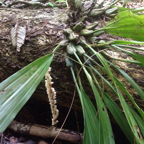 Wilde Orchideen Khao Yai Nationalpark