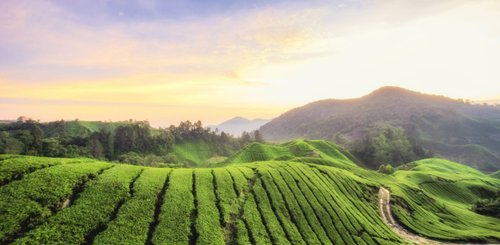 Cameron Highlands Sonnenaufgang