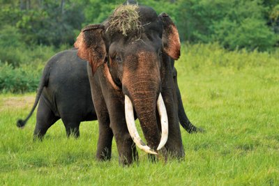 Elephant im Minneriya Nationalpark