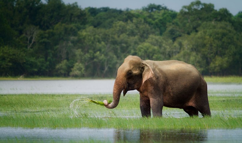 Spannenses Sri Lanka - Elefant im Wilpattu Nationalpark Sri Lanka