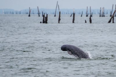 seltener Süßwasser Irrawaddy Delphin - im Süden von Laos und in Kambodscha bei Kratie