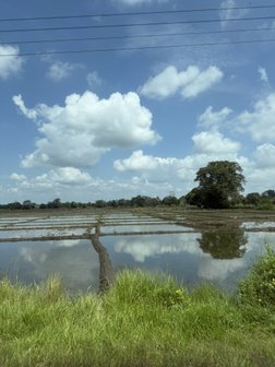 Reisfelder am Wegrand in Sri Lanka