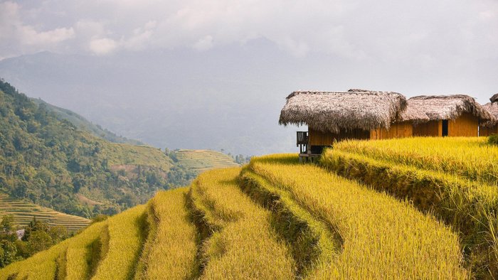 Reisterrassen Nordvietnam Suoi Giang