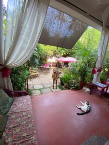 mit einer Kuh muss man in Indien einfach überall rechnen