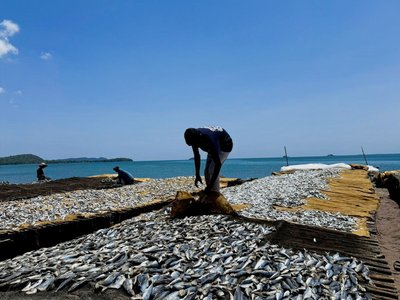 der frische Fang zum Trocknen aufgelegt