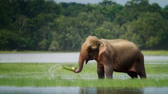 Elefant im Nationalpark Sri Lanka