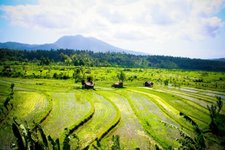 Reisterrassen Region Sidemen Bali Indonesien