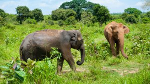 Elefanten im Nationalpark auf Sri Lanka