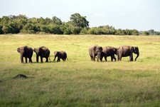 Elefanten Sri Lanka - ein atemberaubendes Erlebnis