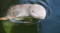 seltener Süßwasser Irrawaddy Delphin - im Süden von Laos und in Kambodscha bei Kratie