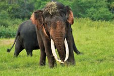 Elephant im Minneriya Nationalpark