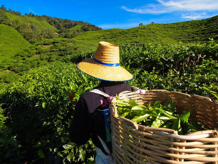 Teeplantage Cameron Highlands