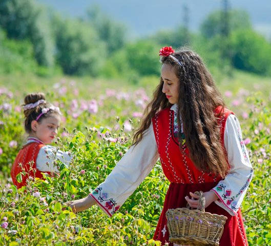 Rosenernte Kazanlak Bulgarien