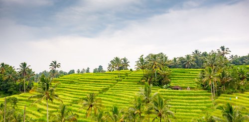 Bali Reisfelder Jatiwiluh @ Ttinu | Dreamstime.com