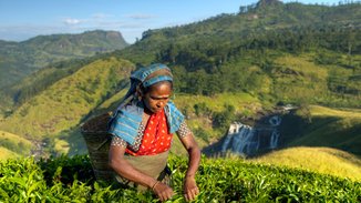 Teepflueckerin Sri Lanka