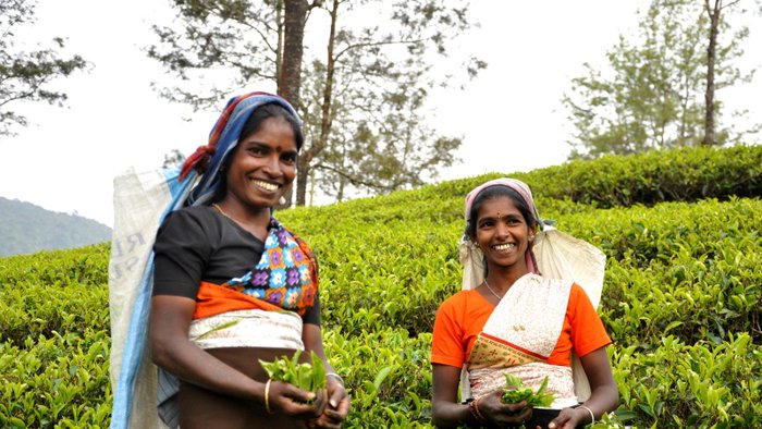 Teepflückerinnen Sri Lanka