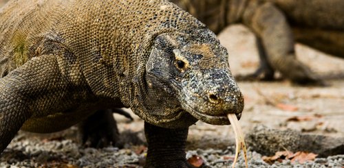 Waran Komodo Nationalpark Indonesien