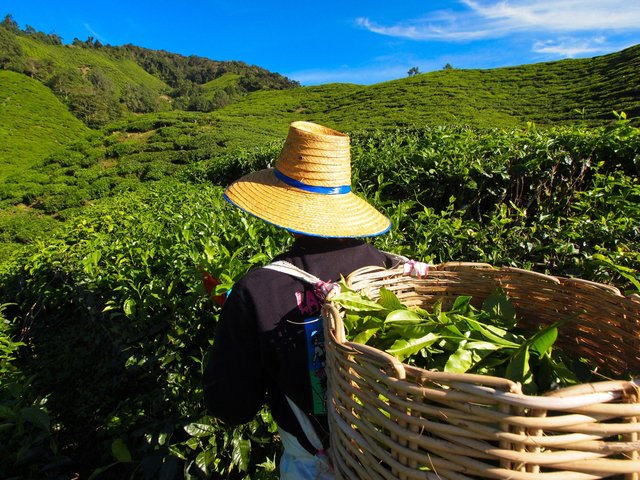 Teeplantage Cameron Highlands