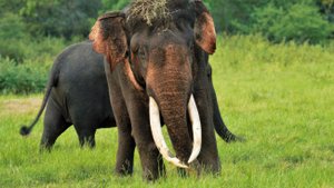 Elephant im Minneriya Nationalpark