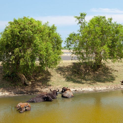 Yala Nationalpark Sri Lanka