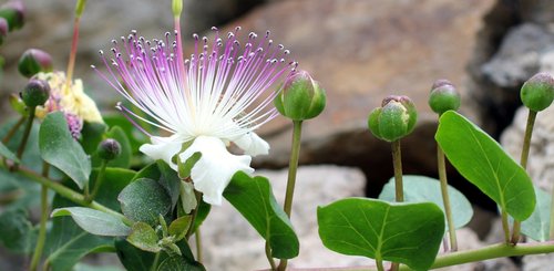 Kapern - Blüte und Beeren auf den liparischen Inseln