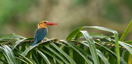 Shangri La Rasa Ria eigenes Nature Reservat mit vielfältiger Fauna und Flora auf Borneo