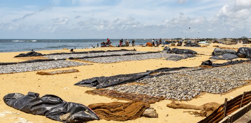 Negombo frische Sardinen am Strand