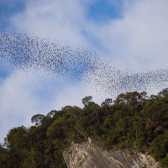Ausflug der Fledermäuse in der abendlichen Dämmerung Mulu Nationalpark