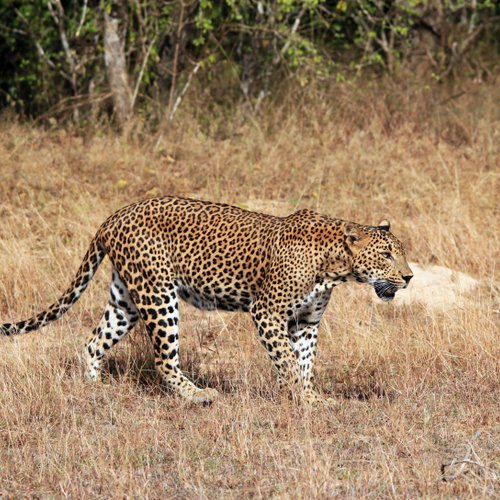 Yala Nationalpark