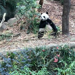 Panda im River Wonders Singapur