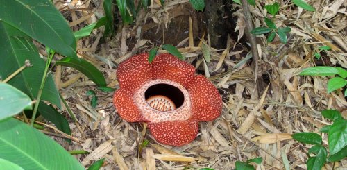 Shangri La Rasa Ria eigenes Nature Reservat mit vielfältiger Fauna und Flora auf Borneo