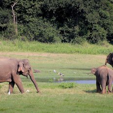 Elefanten Safari Sri Lanka